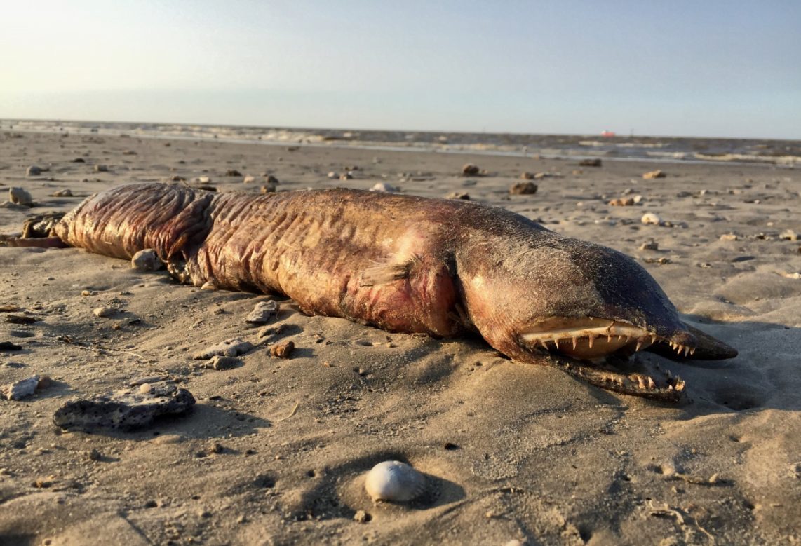 Mysterious Canine-Like Creature Found on Chinese Coastline After Massive Storm (Video)