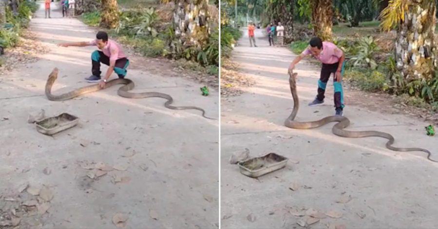 Thai man rescues king cobra from road with bare hands, video goes viral