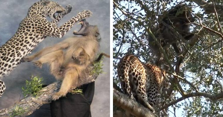 Leopard Learns A Valuable Lesson As It Tries To ʜᴜɴᴛ A Baboon On The Tree 