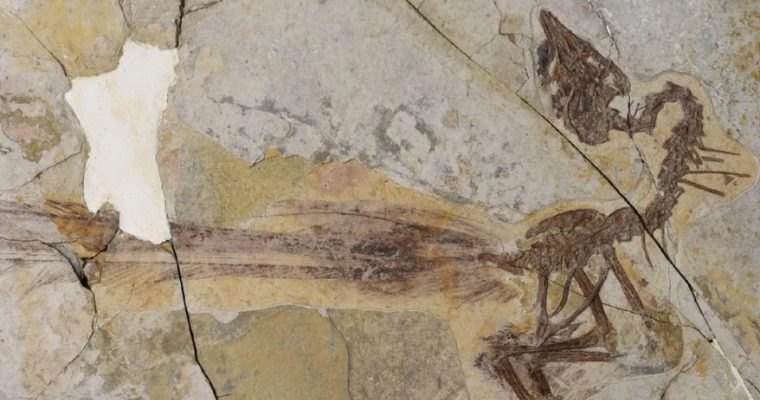 Paleontologists Find Fossil of 119-Million-Year-Old Beaked Bird