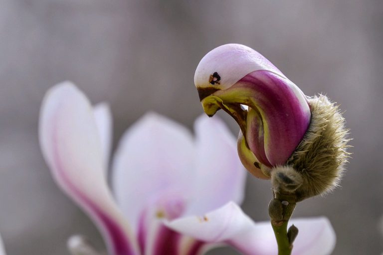 Be Enchanted by the Yulan Magnolia: Bird-Shaped Flowers that will Leave ...