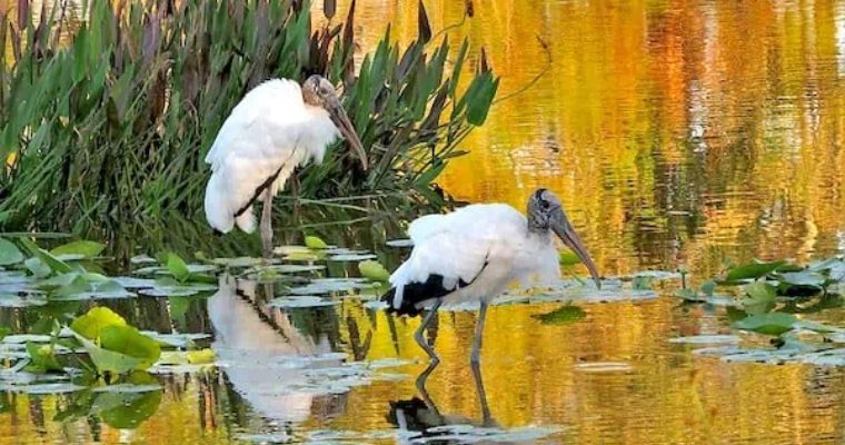 14-white-birds-in-florida