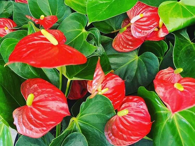 Anthurium andraeanum | Wholesale Nursery - Nurseries in Melbourne, Sydney &  Brisbane | Plantmark