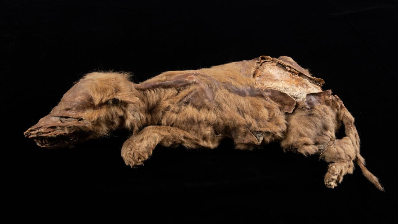 A Wolf Pup Mummy From the Ancient Arctic - The New York Times