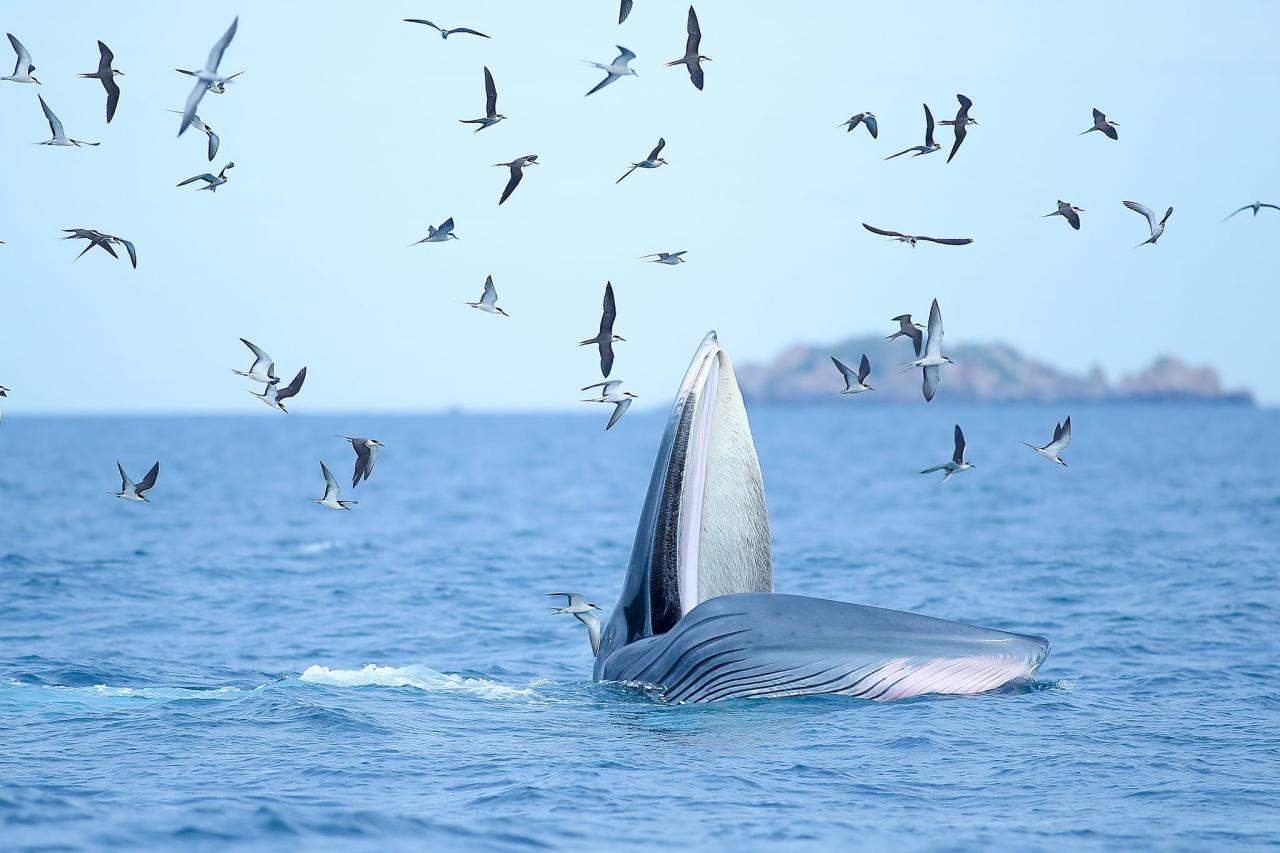 <eм>A Ƅlue whale lunges toward fish in the waters near De Gi Beach in Phu Cat District, Binh Dinh Proʋince, Vietnaм. Photo:</eм> Nguyen Dung / Tuoi Tre