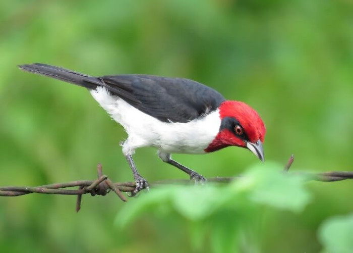 During mating season (June to November), they sing to their mates and build their nests in tree branches at heights of 2.5-5.5 meters.