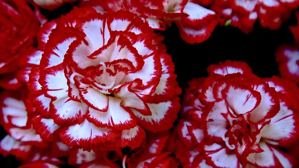 Red and White Carnations | Carnations are often worn on spec… | Flickr