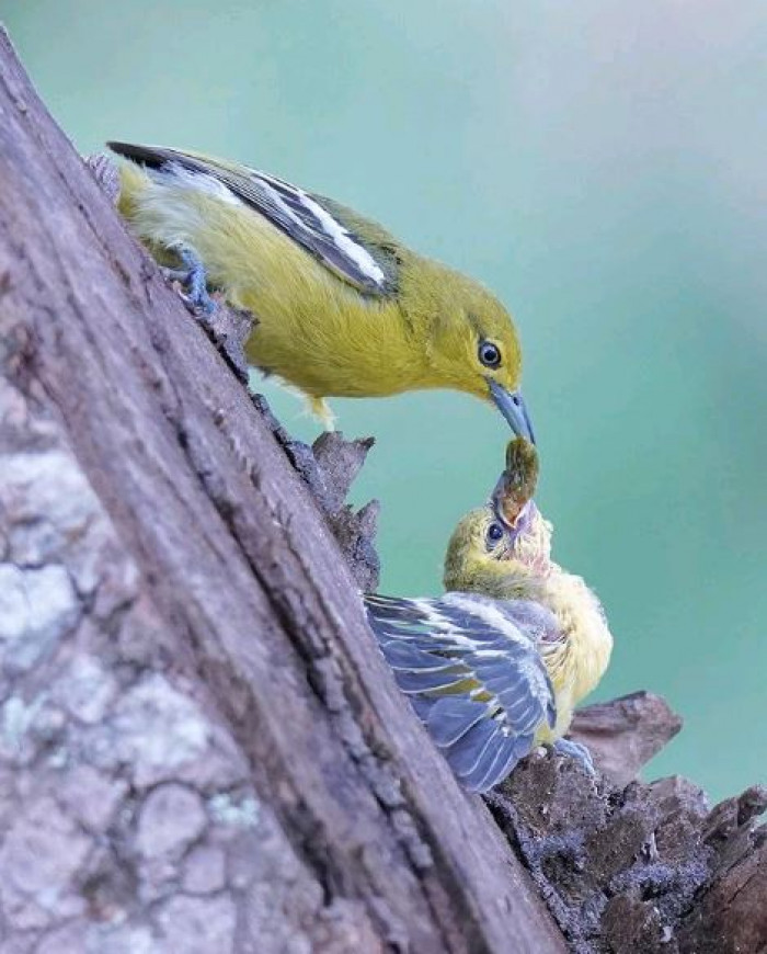 A coммon Iora feeds its chick