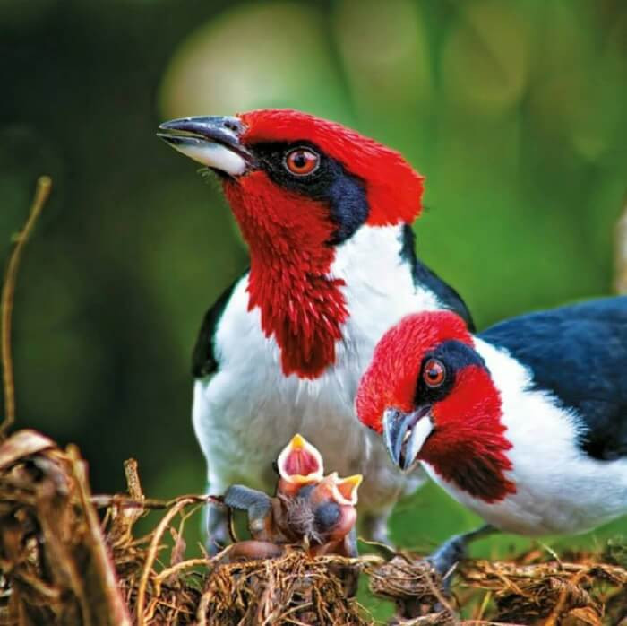 The female bird then lays two eggs.