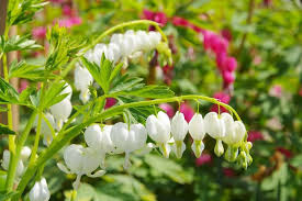 Dicentra spectabilis 'Alba' (Bleeding Heart)