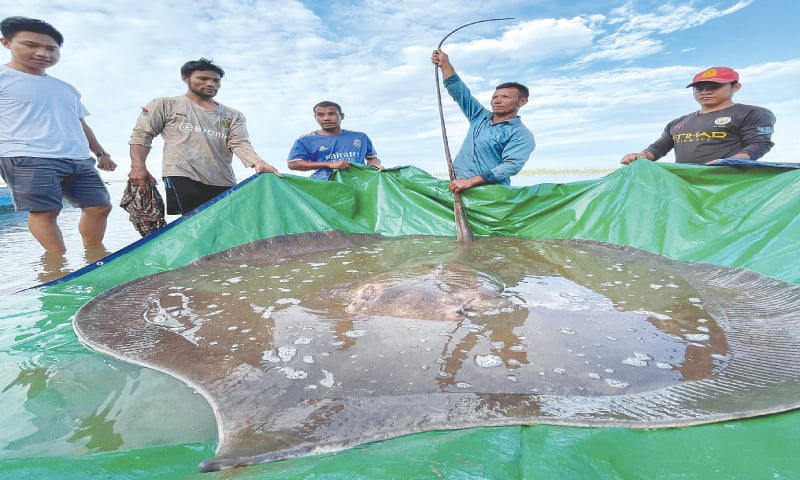CaмƄodian fisherмen hook giant endangered stingray - Newspaper - DAWN.COM