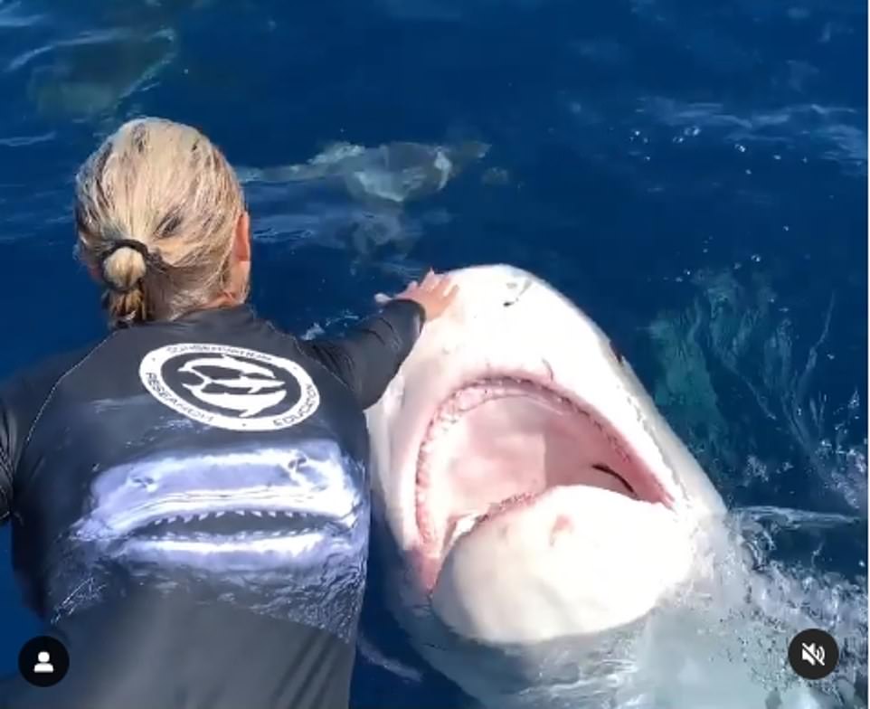 Ramsey said Queen Nikki was her favorite shark swimming in Hawaii. She is pictured petting the tiger shark in 2020