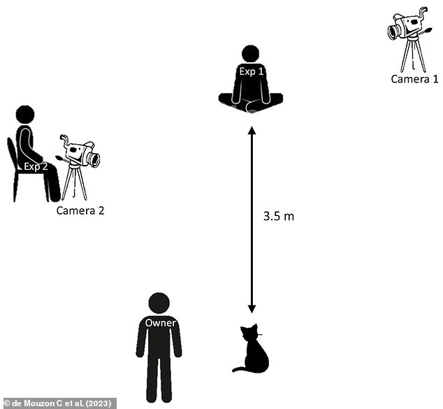 One at a time, the cats were led into a quiet room with their owner, where a researcher was waiting who it had never met before. After ten seconds, the researcher would do one of four things; offer a visual signal, a vocal signal, both a visual and vocal signal simultaneously (bimodal) or no signal at all. Pictured: Experimental setup