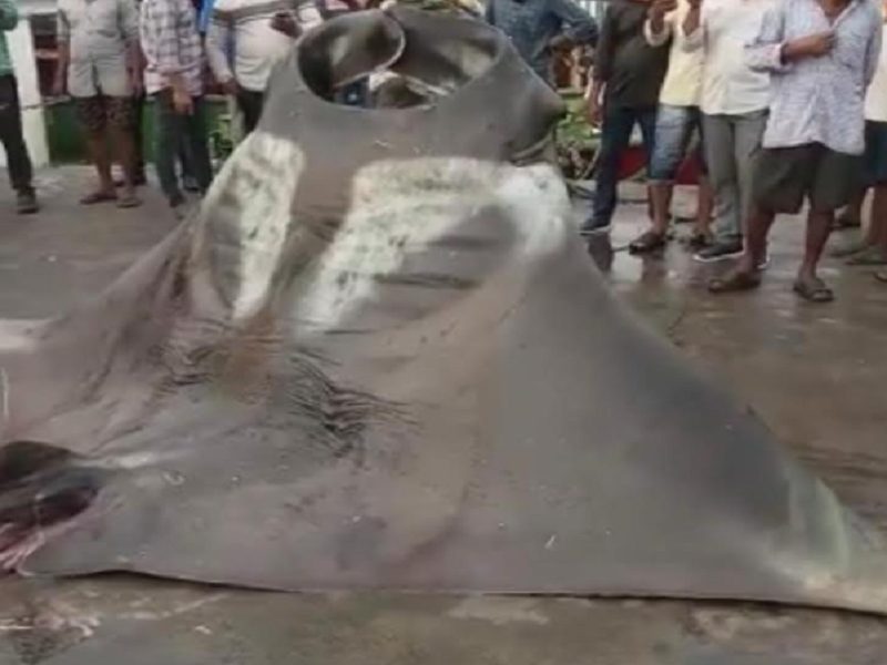 Karnataka: Two giant manta rays caught by fisherman in Malpe port | Mangaluru News - Times of India