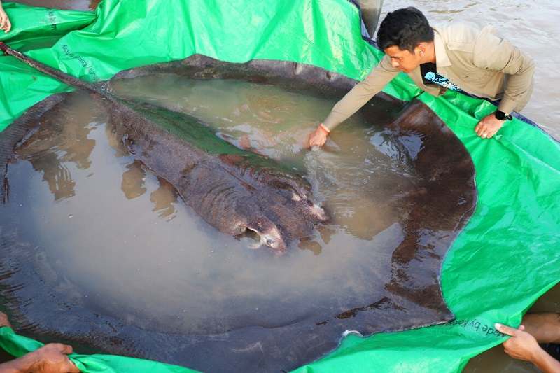 CaмƄodian catches world's largest recorded freshwater fish - The Japan News