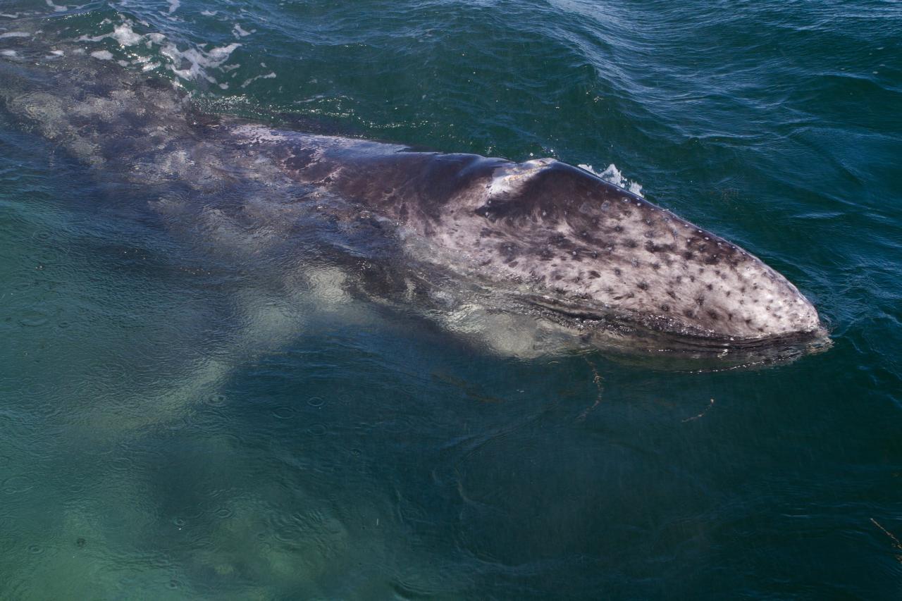 Stunned whale watchers witness 𝐛𝐢𝐫𝐭𝐡 of calf