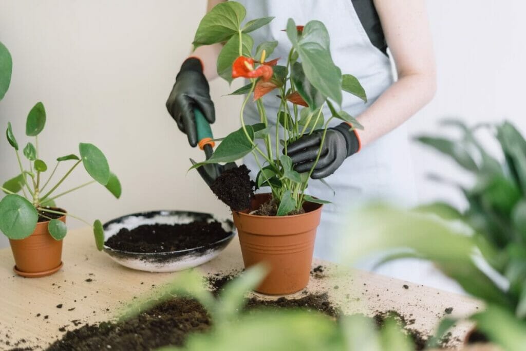 When and How to Repot Anthurium (Essential Guide) - Petal Republic