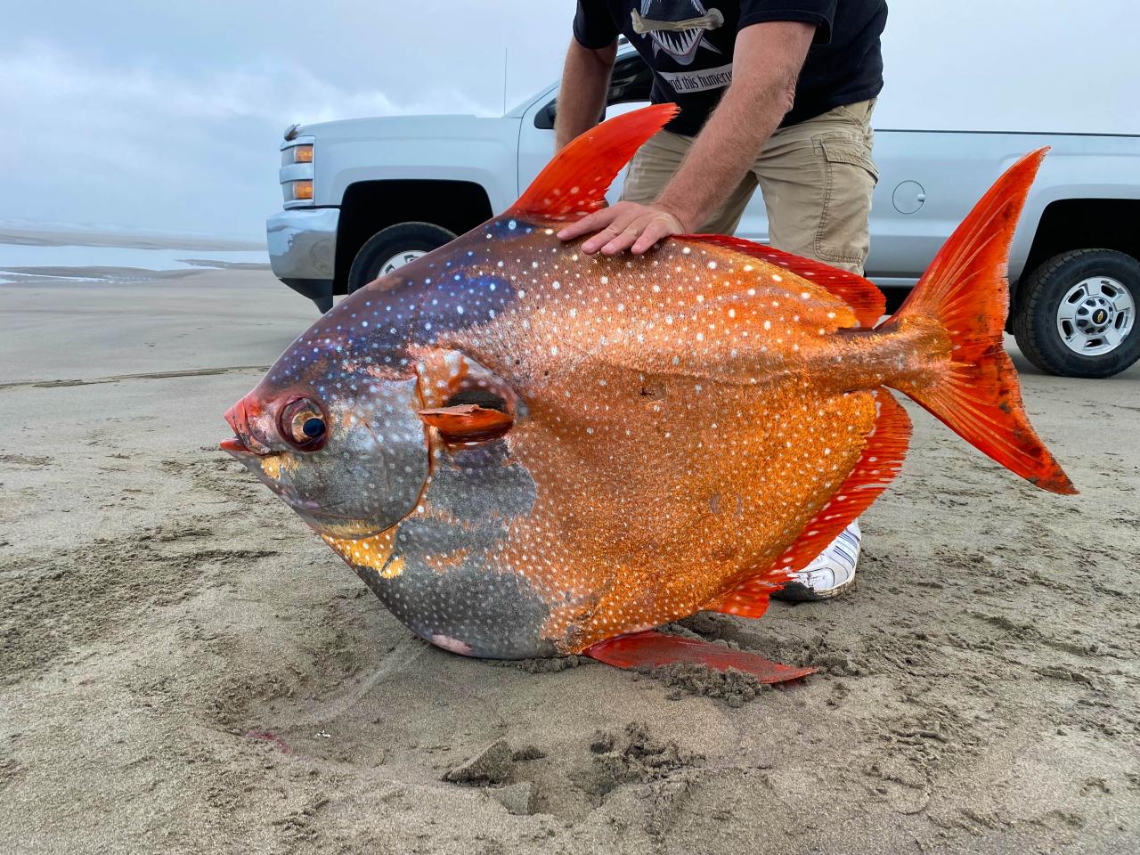 Rare occurrence: 100-pound tropical fish found washed ashore on Oregon beach - pennlive.com