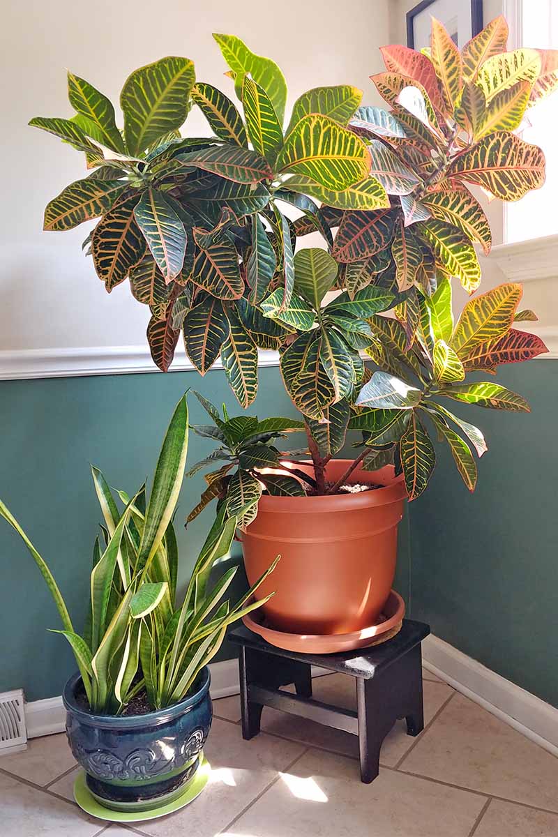 How to Cultivate Croton Plants Indoors | Gardener's Path