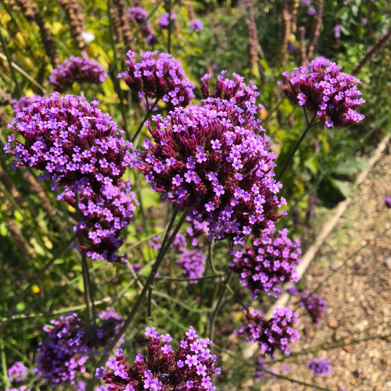 Verbena Bonariensis 2 Litre | Plants2Gardens