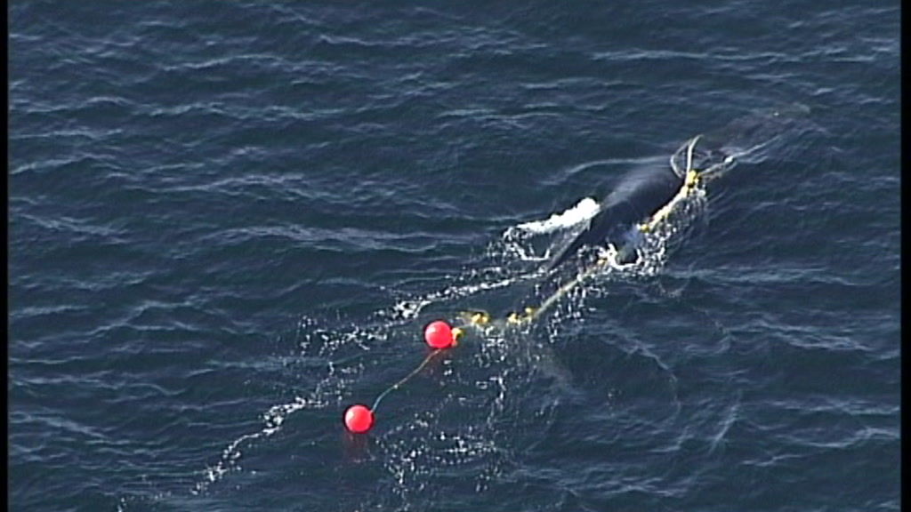 Tangled whale off Sydney coast dragged netting from Queensland - ABC News