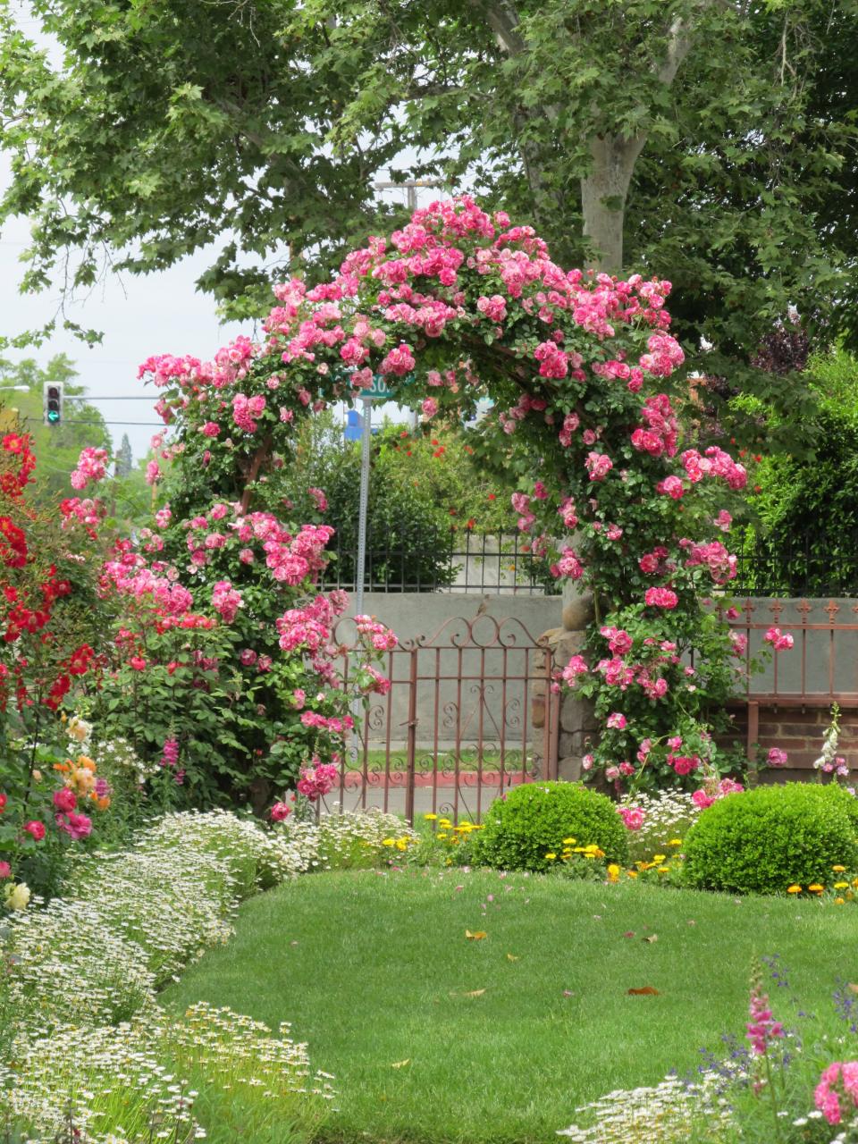 Pin by Cindy Brown on Tudor Rose Cottage | Climbing roses, Beautiful  flowers garden, Dream garden