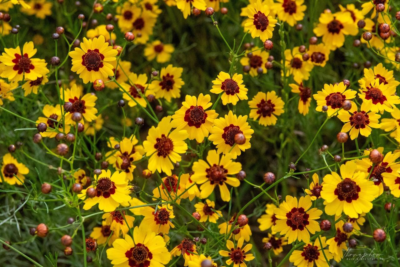 Plains Coreopsis - Coreopsis tinctoria from Victory Seeds® – Victory Seed  Company