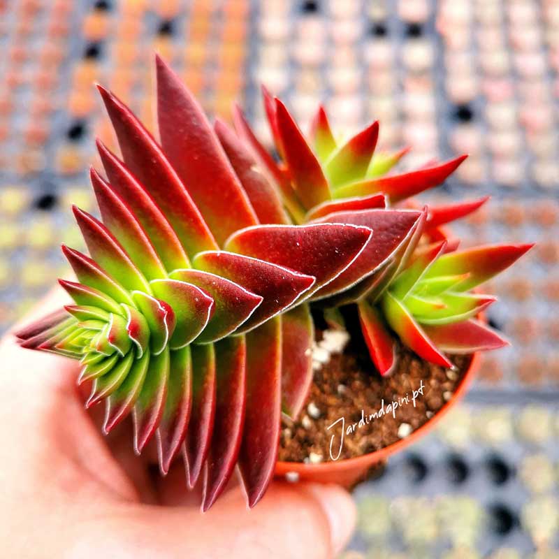 Crassula Capitella 'Red Pagoda' - JardimDaPini