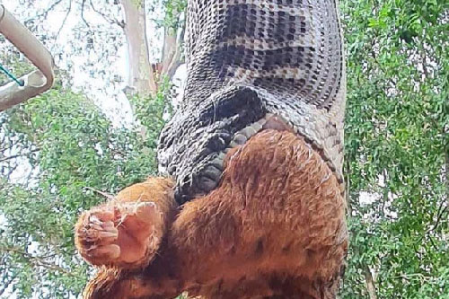 Horrified by the sight of a giant python hanging from the roof, chopping off the mink - Vietnam Business Journal