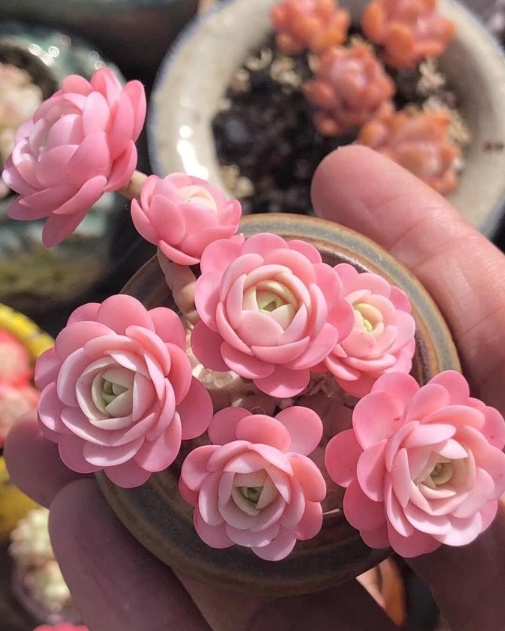 Sweet pink succulent dreams!💖 Photo by @airportll | Pink succulent,  Planting succulents, Succulents diy