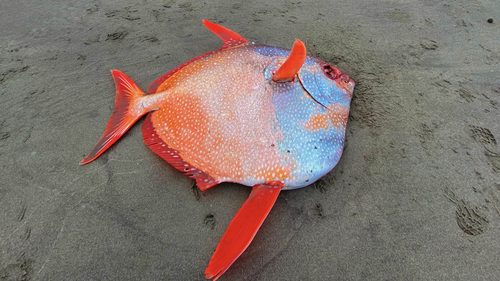 Rare forty five kilogram tropical fish discovered on US beach