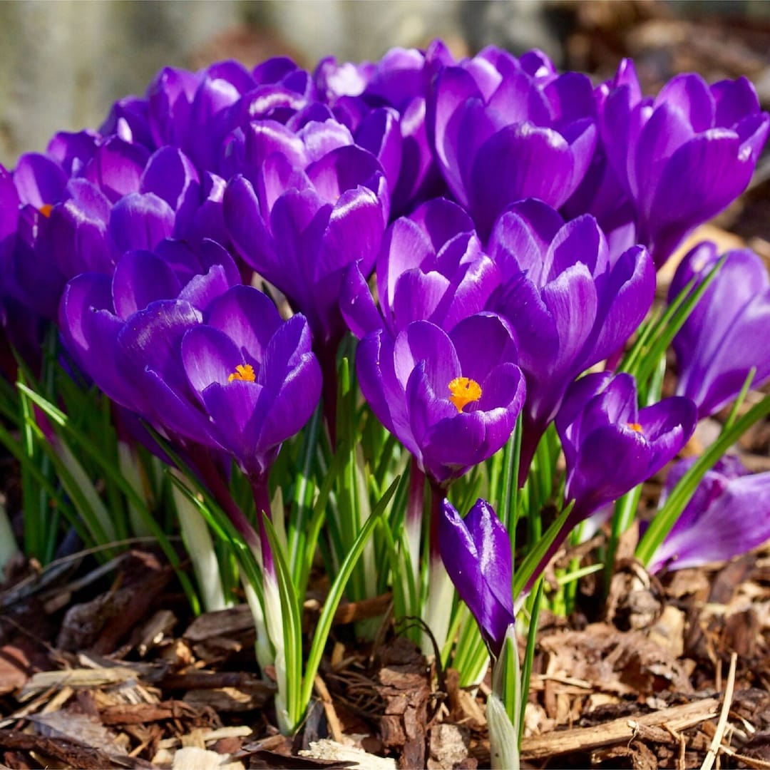 Crocus Bulbs Purple Crocus Bulbs Fall Planting for Spring - Etsy