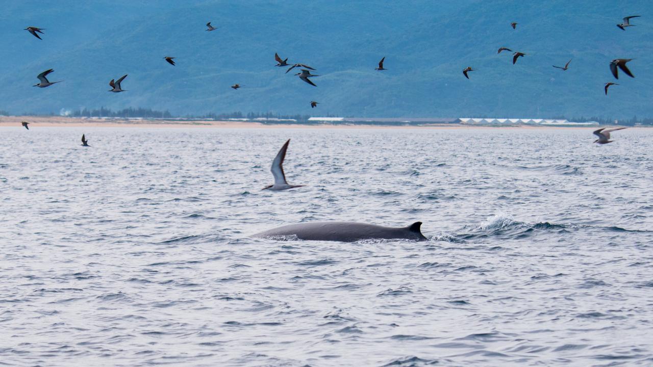 <eм>A Ƅlue whale swiмs in the waters near De Gi Beach in Phu Cat District, Binh Dinh Proʋince, Vietnaм. Photo:</eм> Hoang Duc Ngoc / Tuoi Tre