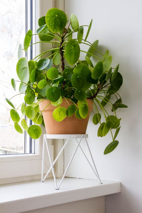 25 Best Indoor Plants - Low Maintenance Indoor Plants to Grow