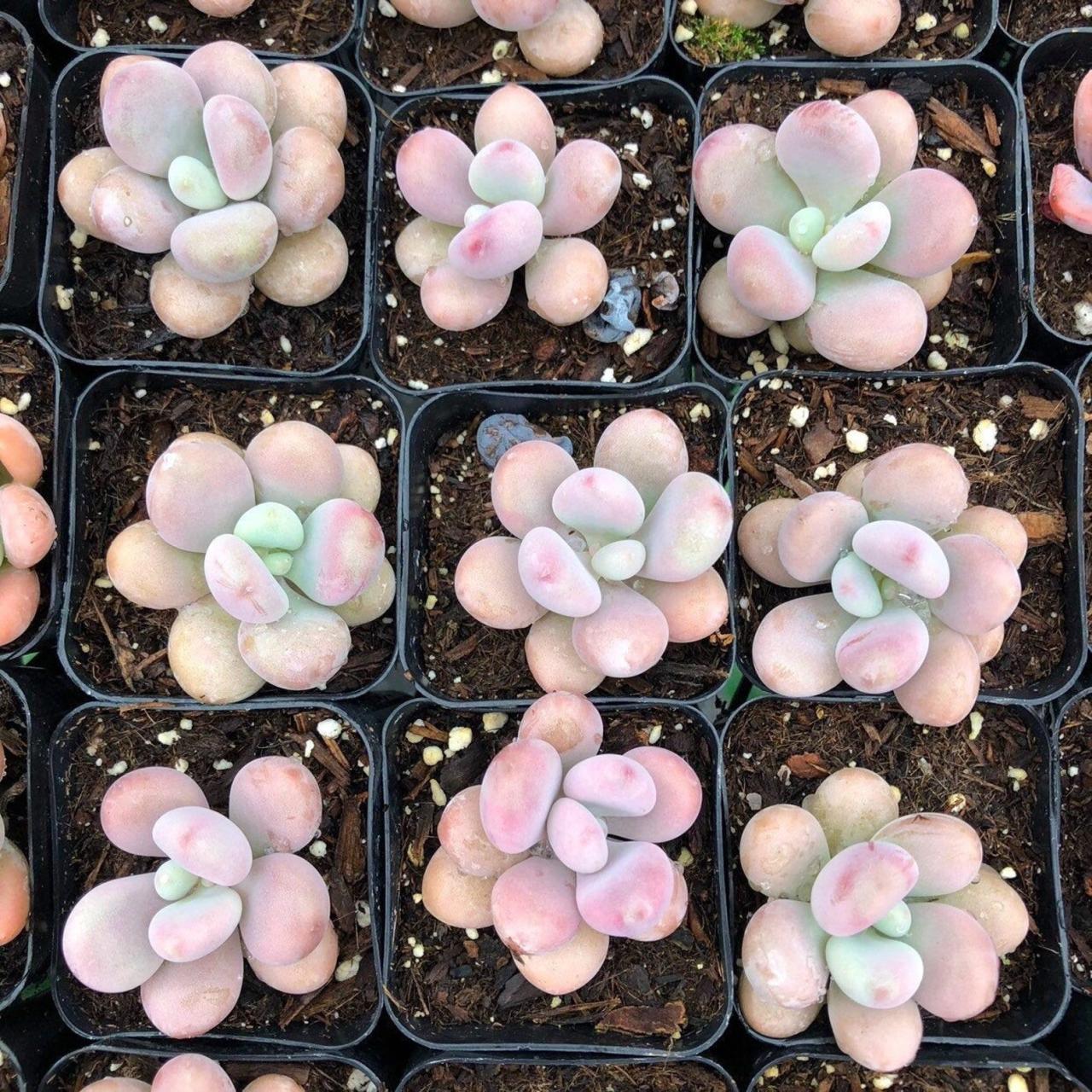 12 Perfectly Pink Succulents That You Need In Your Life