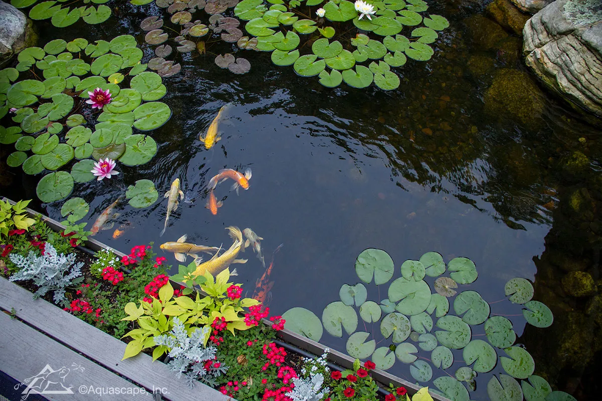 koi pond with fish