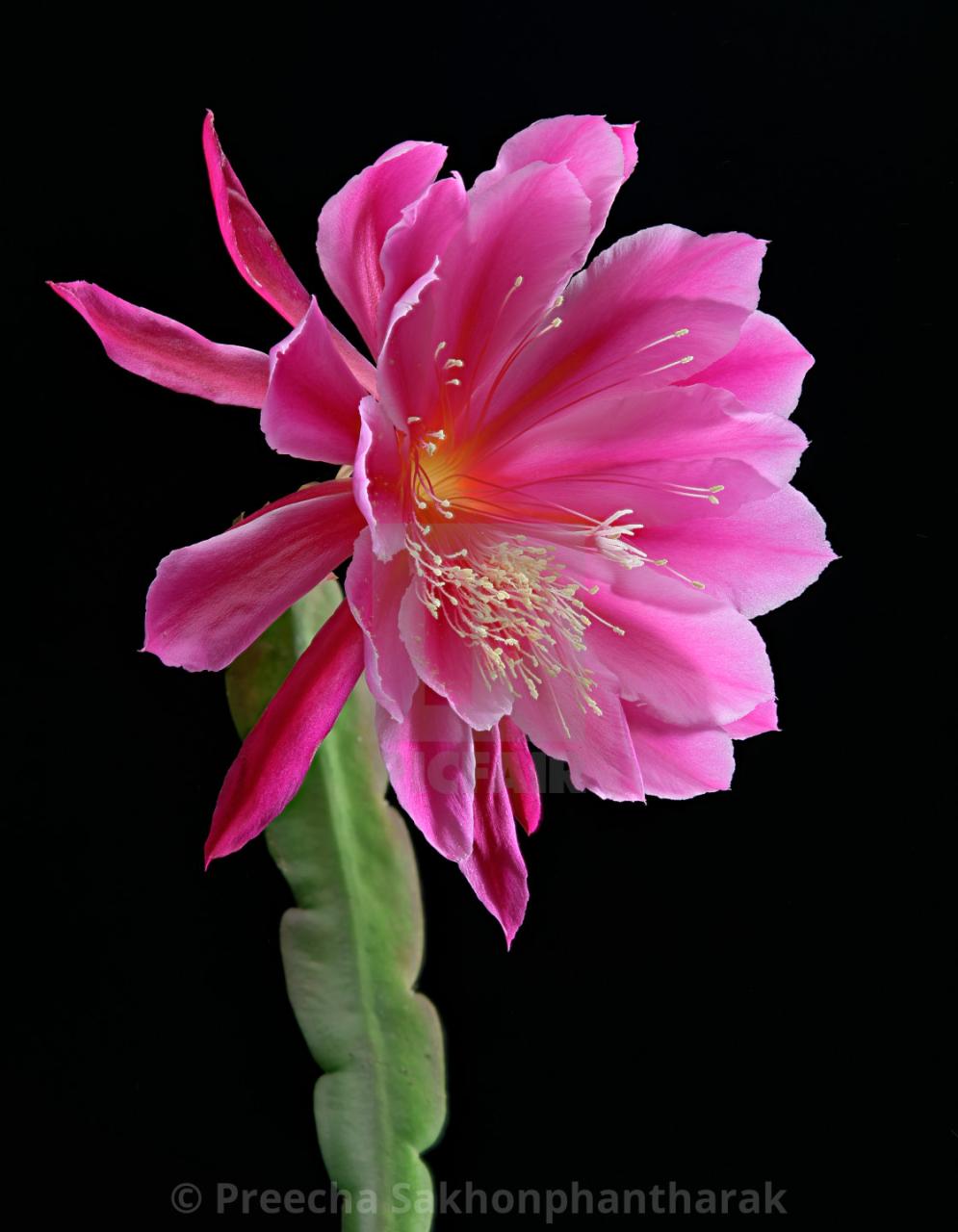 Pink Epiphyllum Flower full bloom - License, download or print for £6.20 | Photos | Picfair