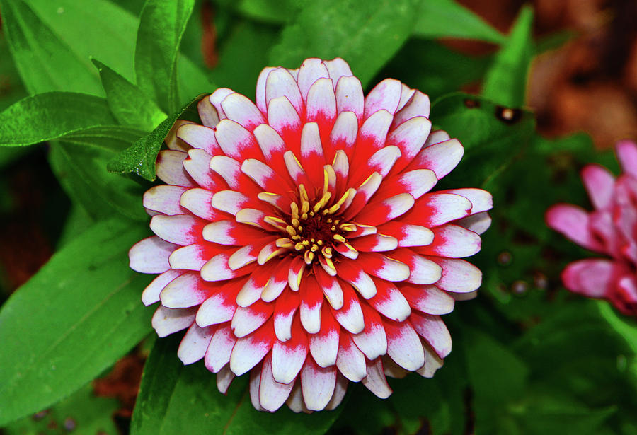 Red And White Zinnia 002 Photograph by George Bostian - Fine Art America