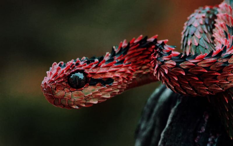 Top 10 World's Most Beautiful Snakes - toplist.info