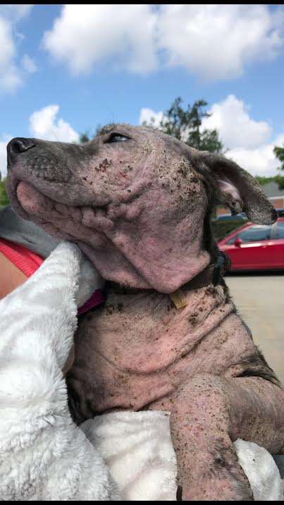 Rescued dog with mange