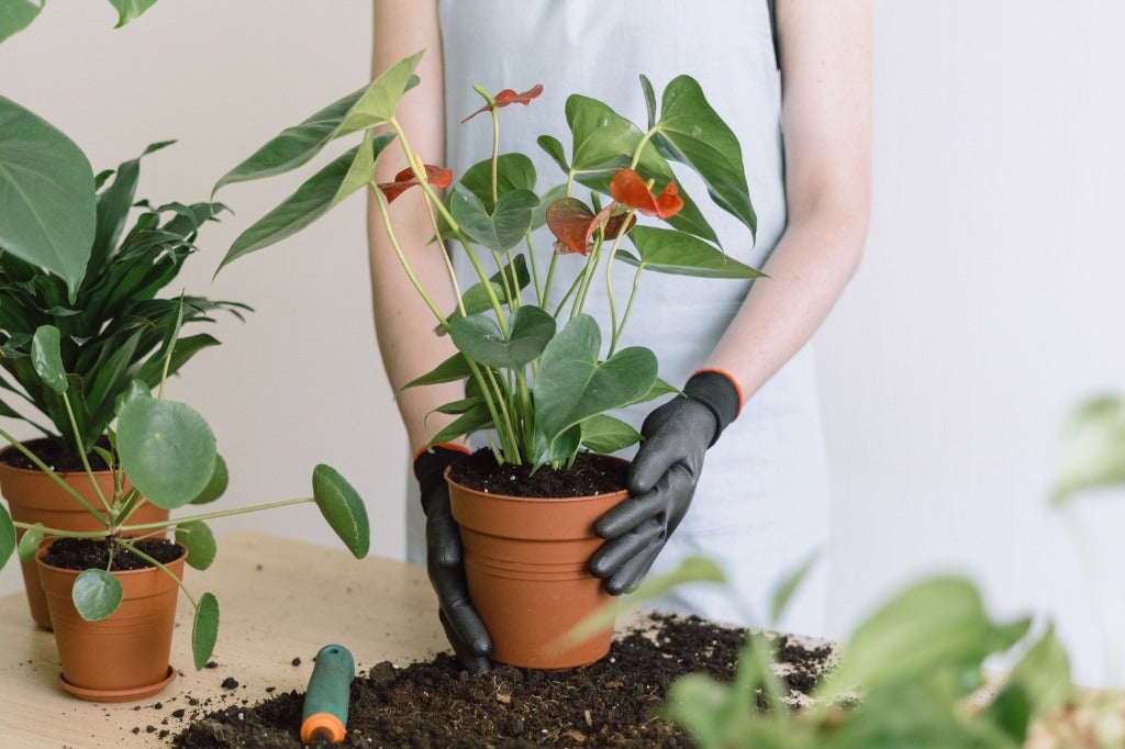 Anthurium Care 101 - Bob Vila